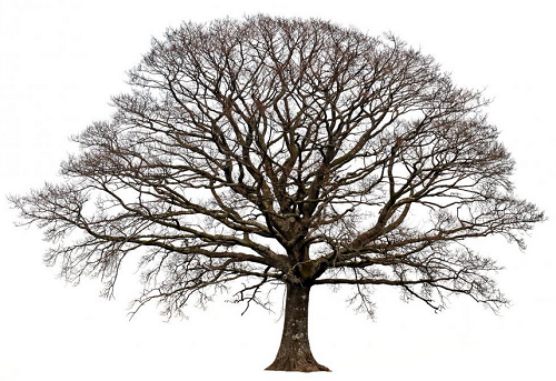 tree.png